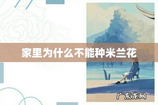 家里为什么不能种米兰花