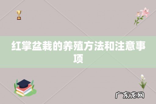 红掌盆栽的养殖方法和注意事项