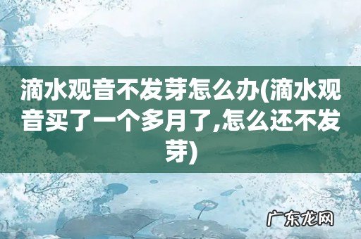 滴水观音买了一个多月了,怎么还不发芽 滴水观音不发芽怎么办