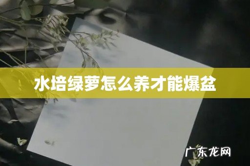 水培绿萝怎么养才能爆盆