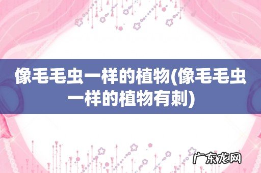 像毛毛虫一样的植物有刺 像毛毛虫一样的植物