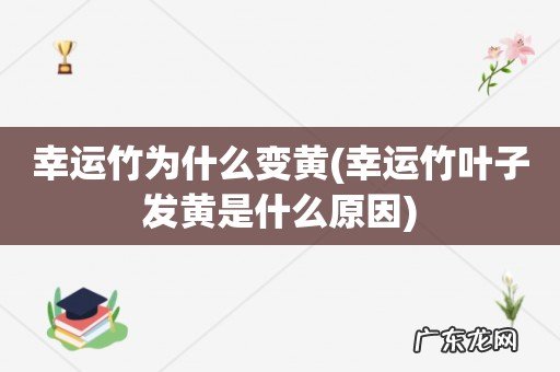 幸运竹叶子发黄是什么原因 幸运竹为什么变黄