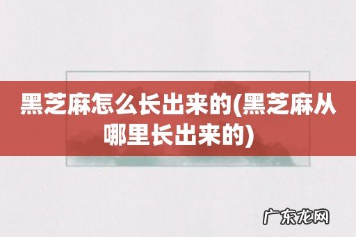 黑芝麻从哪里长出来的 黑芝麻怎么长出来的