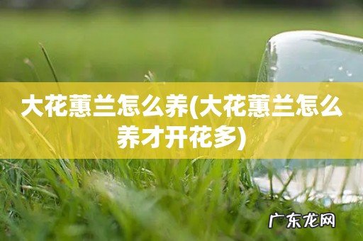 大花蕙兰怎么养才开花多 大花蕙兰怎么养