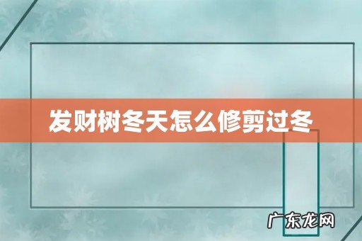 发财树冬天怎么修剪过冬