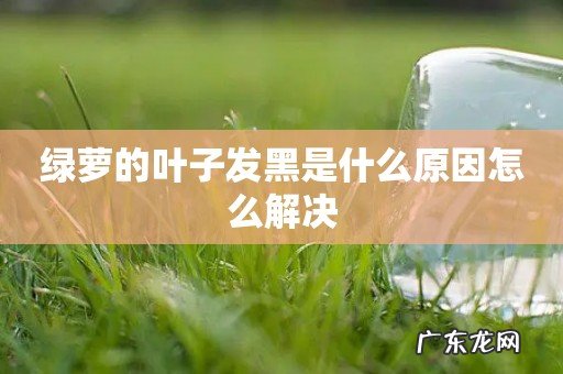 绿萝的叶子发黑是什么原因怎么解决