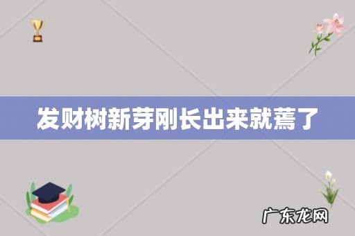 发财树新芽刚长出来就蔫了