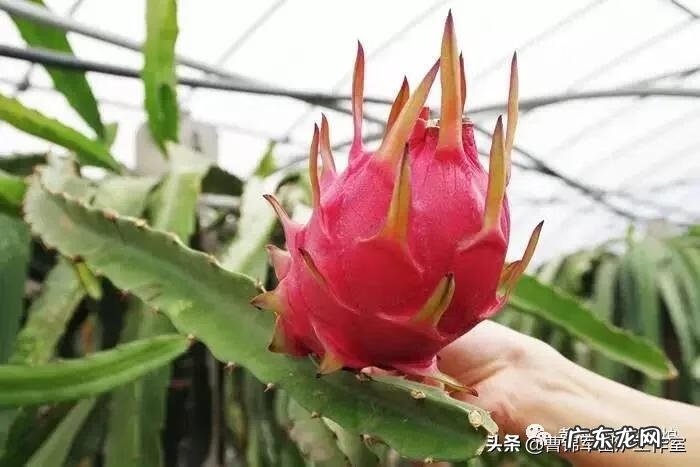 风水家里种火龙果好吗 火龙果在家种植风水好不好