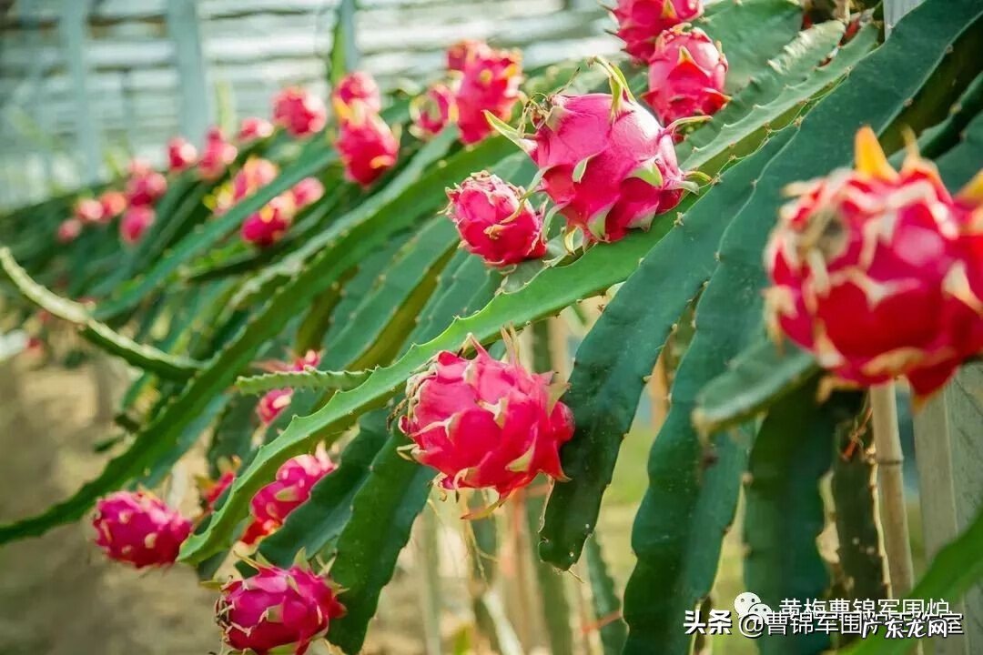 风水家里种火龙果好吗 火龙果在家种植风水好不好