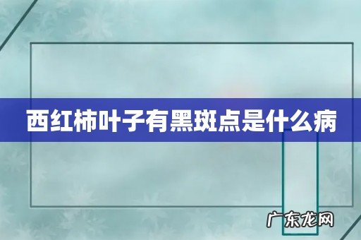 西红柿叶子有黑斑点是什么病