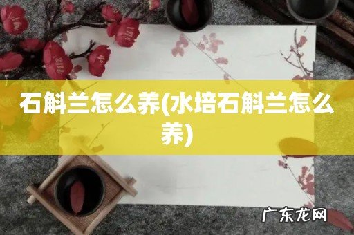 水培石斛兰怎么养 石斛兰怎么养