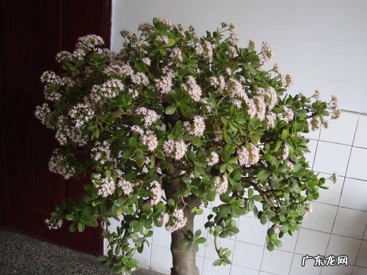 种什么树风水好又旺财 十大最旺风水的树木