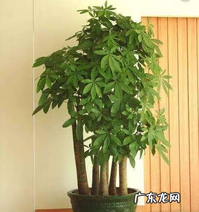 种什么树风水好又旺财 十大最旺风水的树木