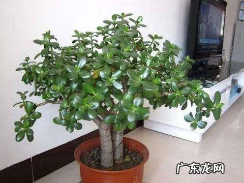 种什么树风水好又旺财 十大最旺风水的树木