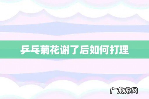 乒乓菊花谢了后如何打理