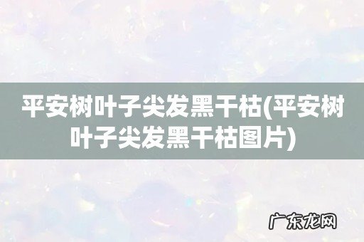 平安树叶子尖发黑干枯图片 平安树叶子尖发黑干枯
