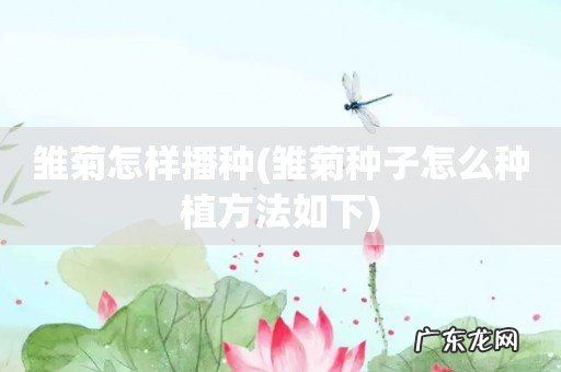 雏菊种子怎么种植方法如下 雏菊怎样播种