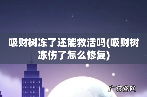 吸财树冻伤了怎么修复 吸财树冻了还能救活吗