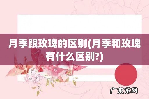 月季和玫瑰有什么区别? 月季跟玫瑰的区别