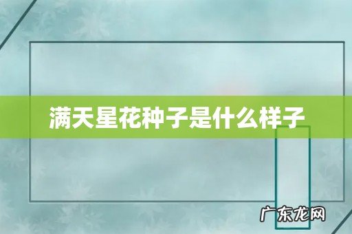 满天星花种子是什么样子