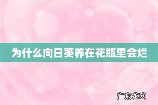 为什么向日葵养在花瓶里会烂