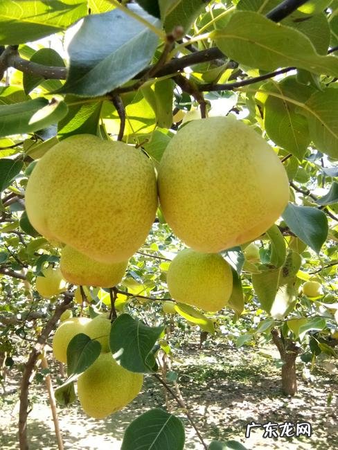 安徽最好吃的特产 安徽有什么特产吗