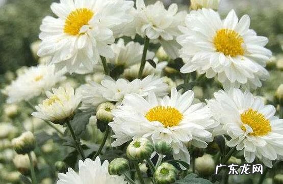 安徽最好吃的特产 安徽有什么特产吗