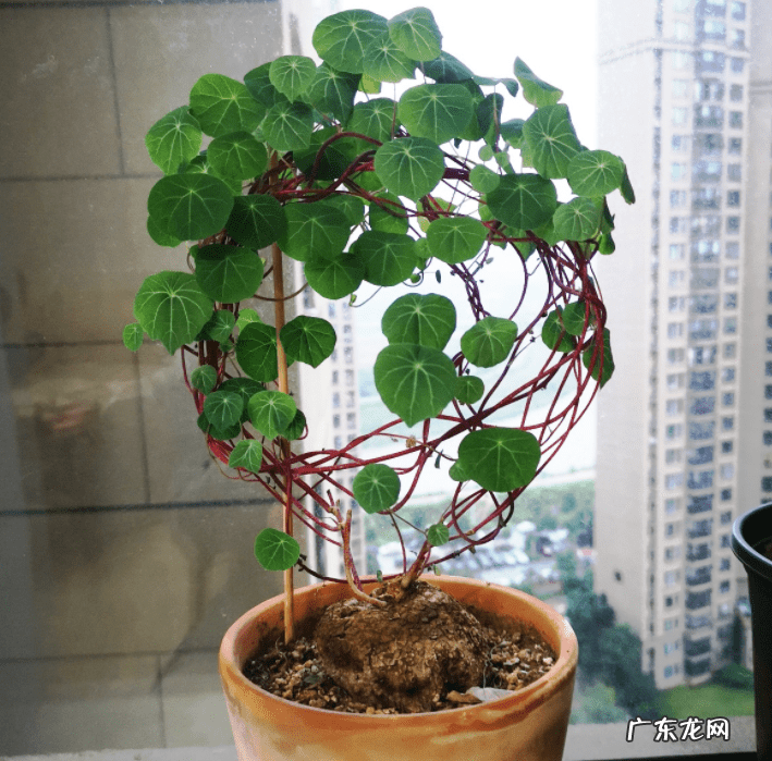 千金不换的温暖 金不换开花的风水