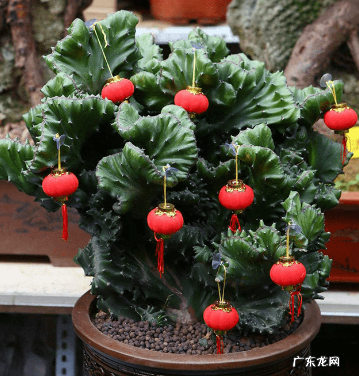 千金不换的温暖 金不换开花的风水