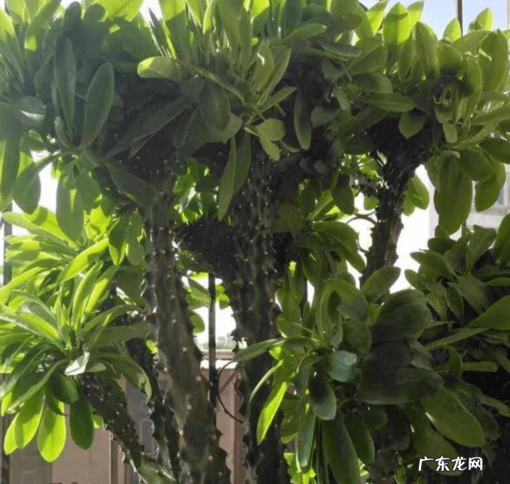 千金不换的温暖 金不换开花的风水