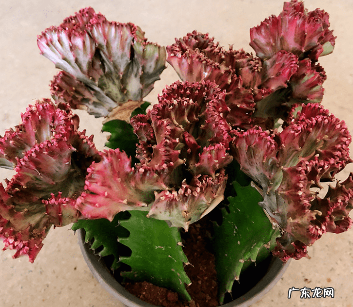 千金不换的温暖 金不换开花的风水