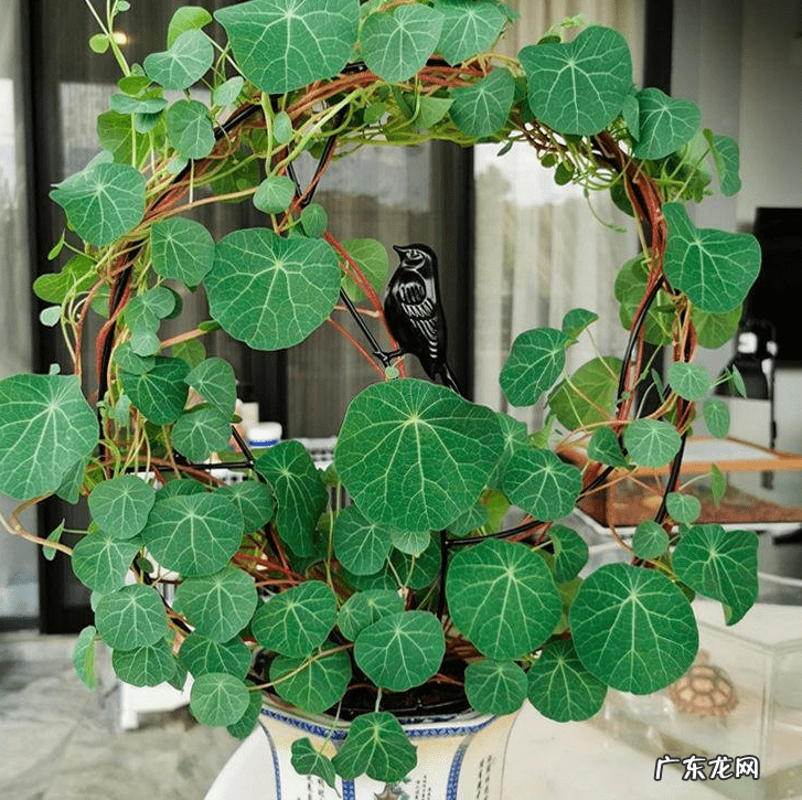 千金不换的温暖 金不换开花的风水