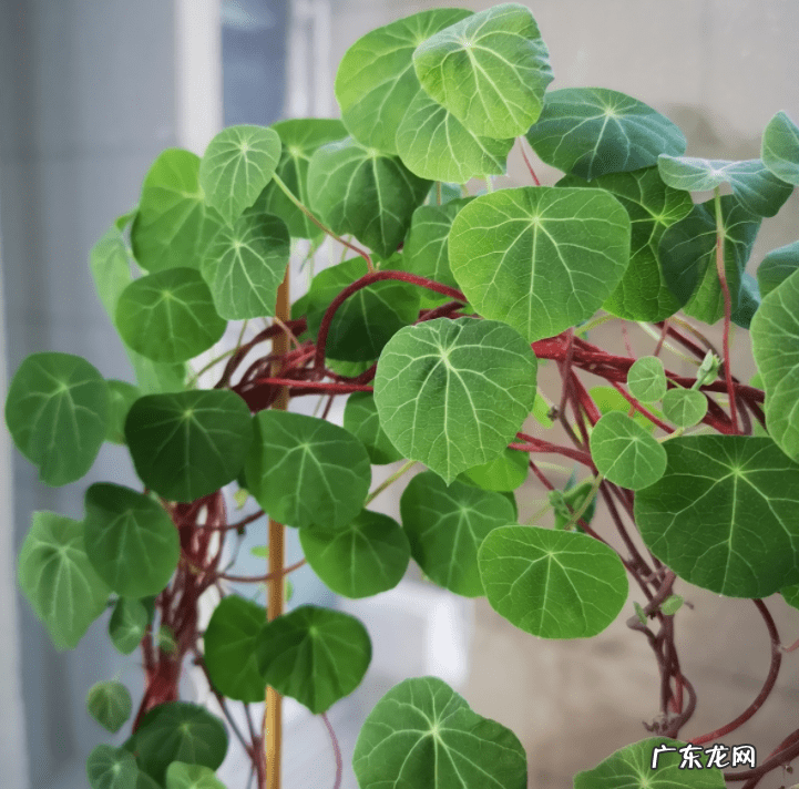 千金不换的温暖 金不换开花的风水