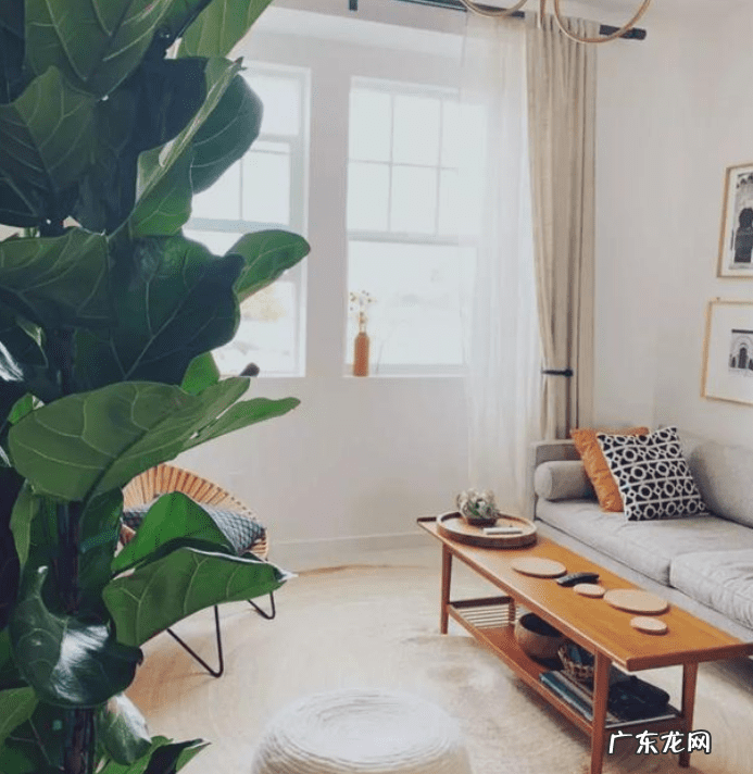 千金不换的温暖 金不换开花的风水