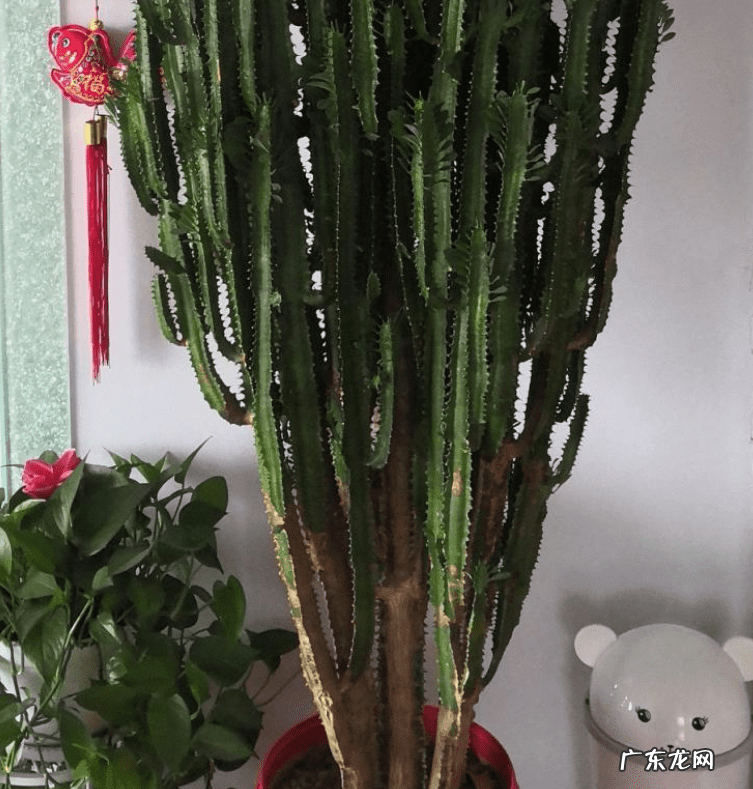 千金不换的温暖 金不换开花的风水