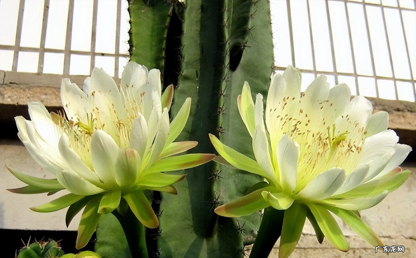 千金不换的温暖 金不换开花的风水