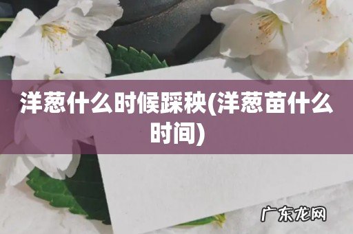 洋葱苗什么时间 洋葱什么时候踩秧