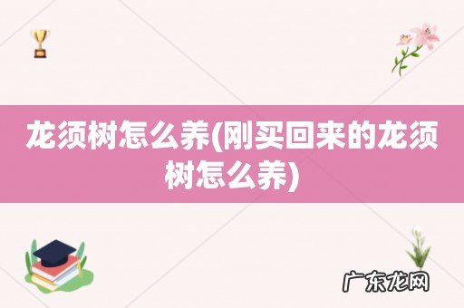 刚买回来的龙须树怎么养 龙须树怎么养