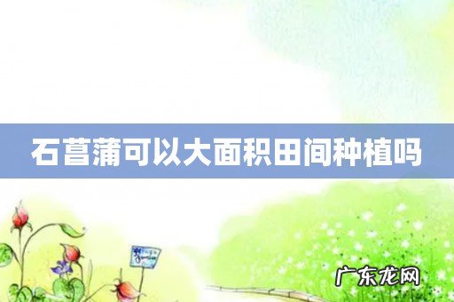 石菖蒲可以大面积田间种植吗