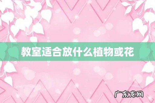 教室适合放什么植物或花