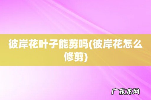 彼岸花怎么修剪 彼岸花叶子能剪吗