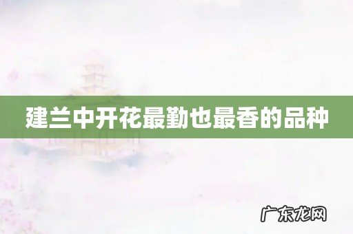 建兰中开花最勤也最香的品种