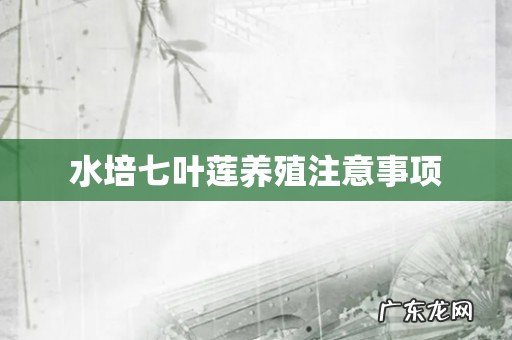 水培七叶莲养殖注意事项