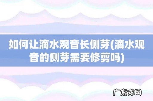 滴水观音的侧芽需要修剪吗 如何让滴水观音长侧芽