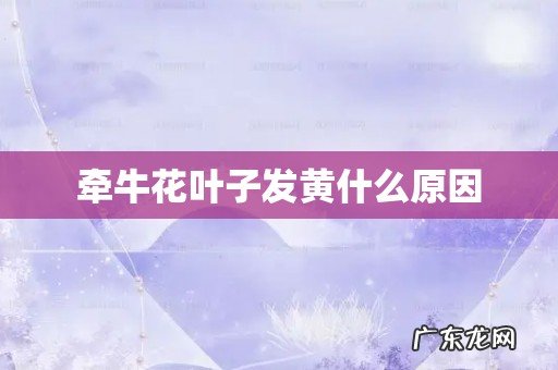 牵牛花叶子发黄什么原因