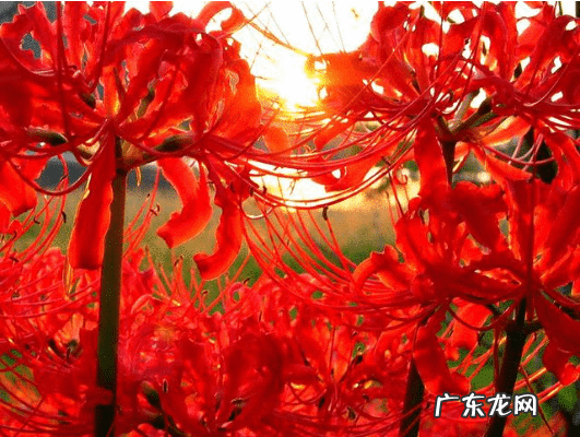 风水不能养的植物