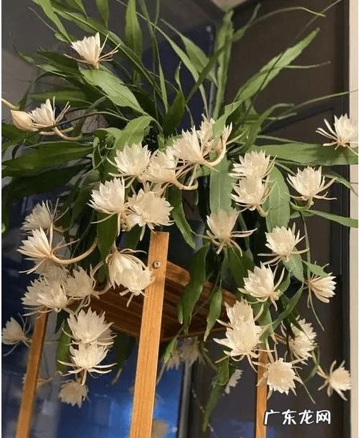 风水不能养的植物