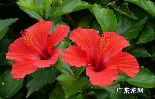 风水不能养的植物