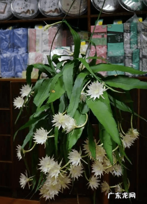 风水不能养的植物