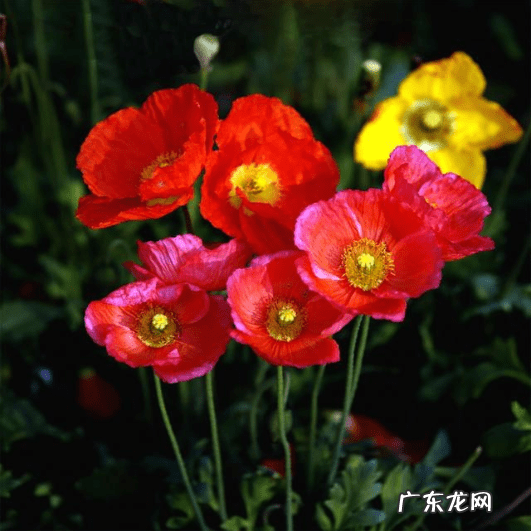 风水不能养的植物